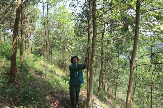 Trồng rừng “sạch” theo tiêu chuẩn FSC
